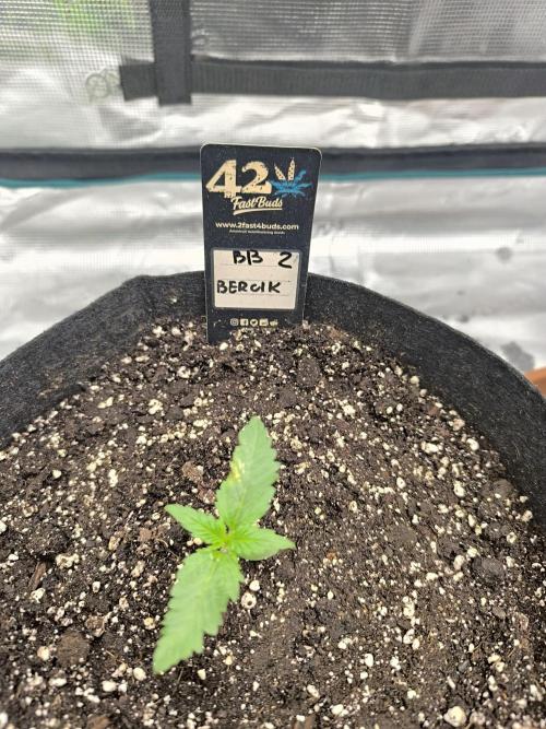 Pineapple express/ Bruce banner 2K26. Week 1 - #7