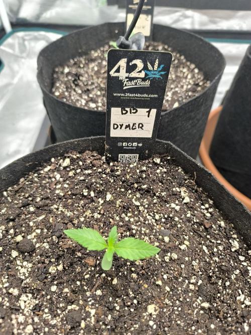 Pineapple express/ Bruce banner 2K26. Week 1 - #7