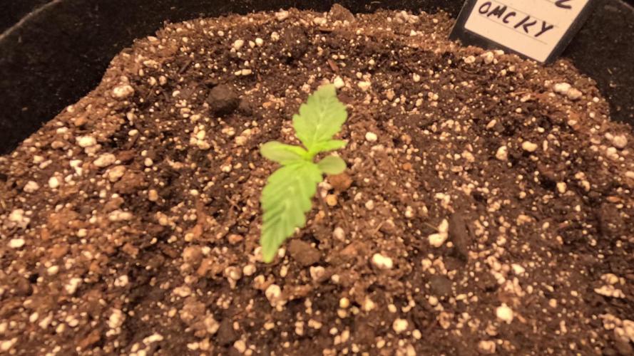 Pineapple express/ Bruce banner 2K26