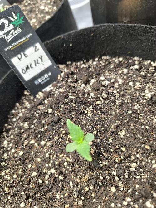 Pineapple express/ Bruce banner 2K26. Week 1 - #4