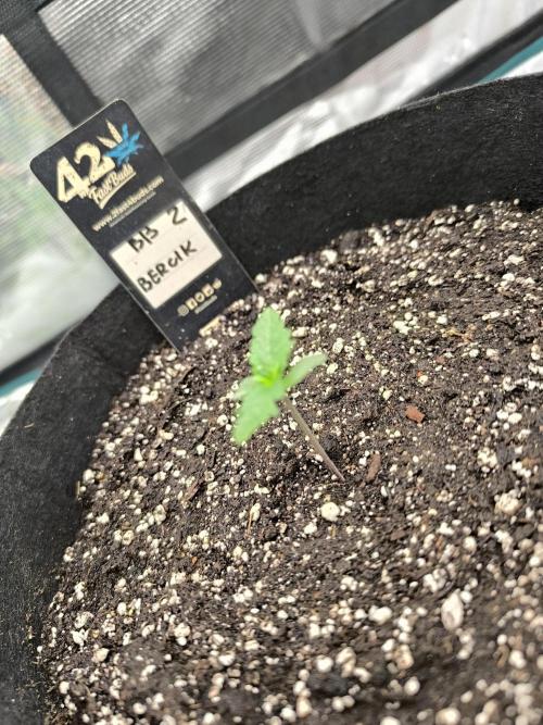 Pineapple express/ Bruce banner 2K26. Week 1 - #4