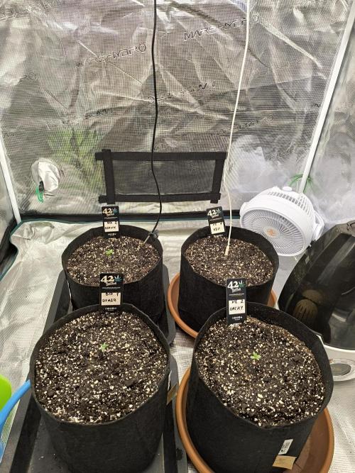 Pineapple express/ Bruce banner 2K26. Week 1 - #2