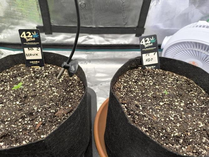 Pineapple express/ Bruce banner 2K26. Week 1 - #2