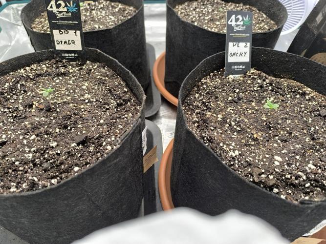 Pineapple express/ Bruce banner 2K26. Week 1 - #2