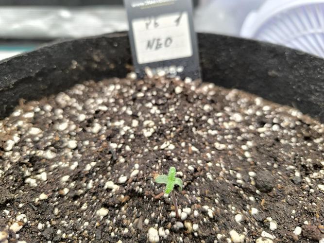 Pineapple express/ Bruce banner 2K26. Week 1 - #2