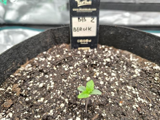 Pineapple express/ Bruce banner 2K26. Week 1 - #2