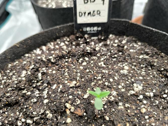 Pineapple express/ Bruce banner 2K26. Week 1 - #2