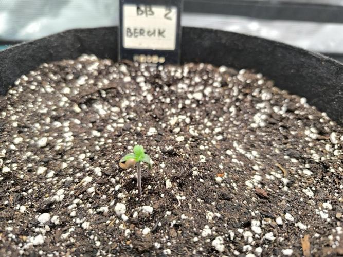 Pineapple express/ Bruce banner 2K26. Week 1 - #1