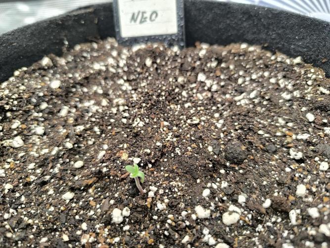 Pineapple express/ Bruce banner 2K26. Week 1 - #1