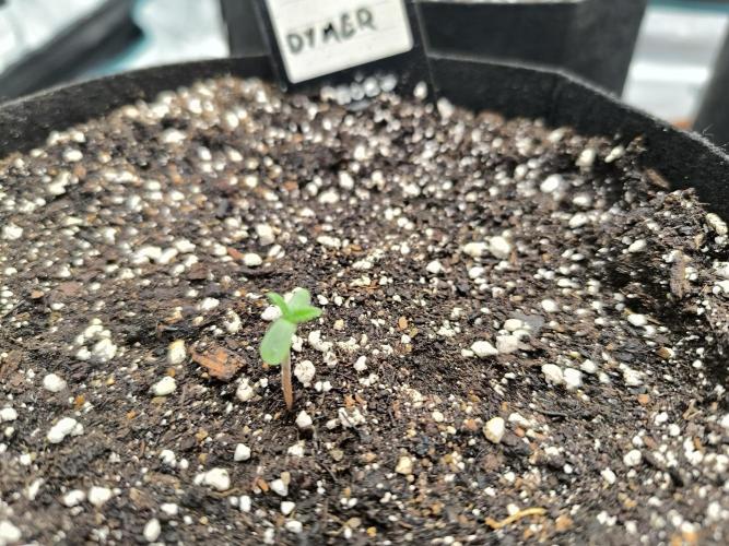 Pineapple express/ Bruce banner 2K26. Week 1 - #1