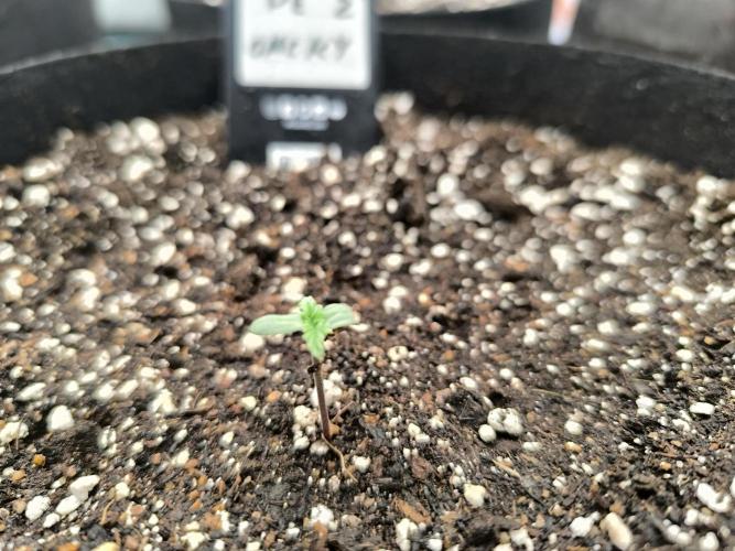 Pineapple express/ Bruce banner 2K26. Week 1 - #1