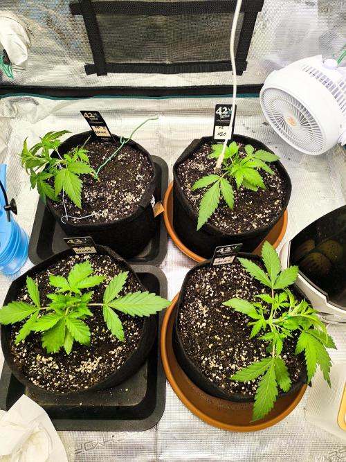 Pineapple express/ Bruce banner 2K26. Week 2