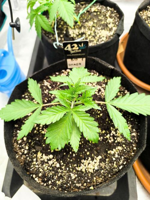 Pineapple express/ Bruce banner 2K26. Week 2