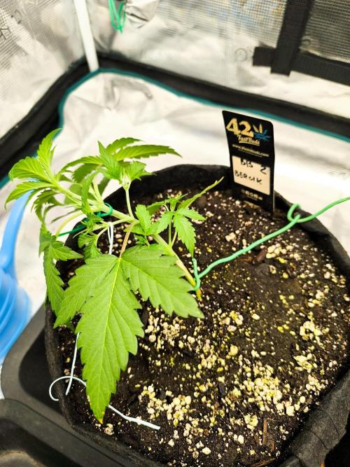 Pineapple express/ Bruce banner 2K26. Week 2