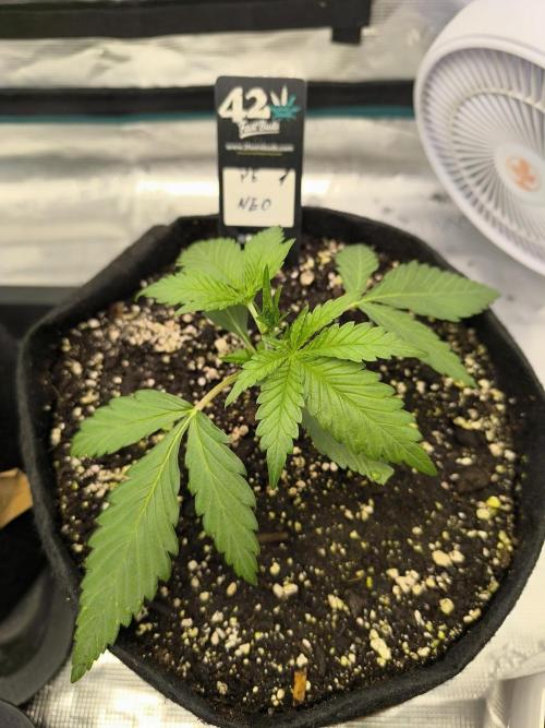 Pineapple express/ Bruce banner 2K26. Week 2