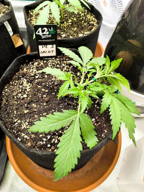 Pineapple express/ Bruce banner 2K26. Week 2