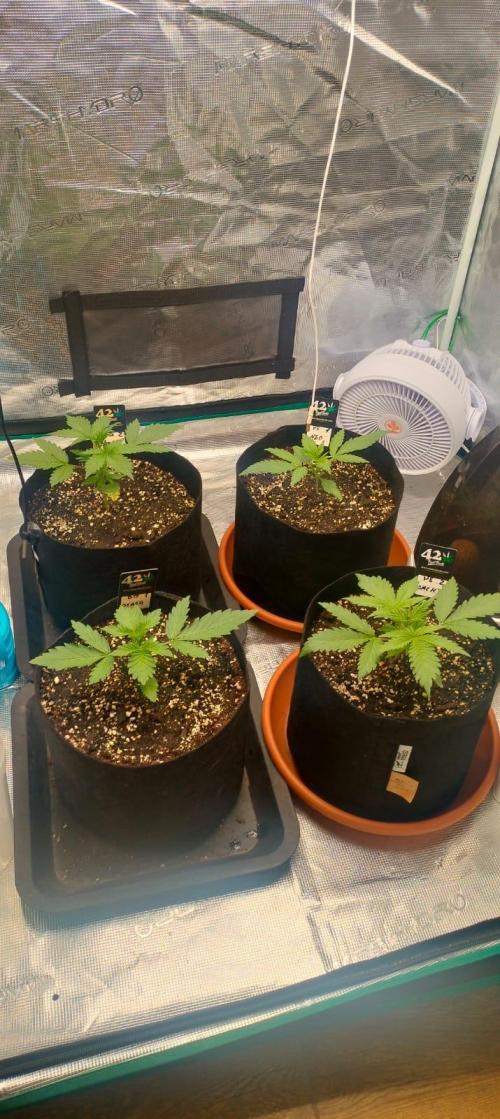 Pineapple express/ Bruce banner 2K26. Week 2