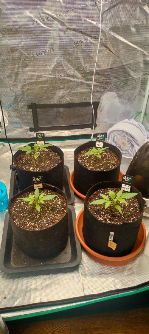 Pineapple express/ Bruce banner 2K26. Week 2