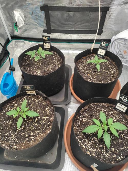 Pineapple express/ Bruce banner 2K26. Week 2