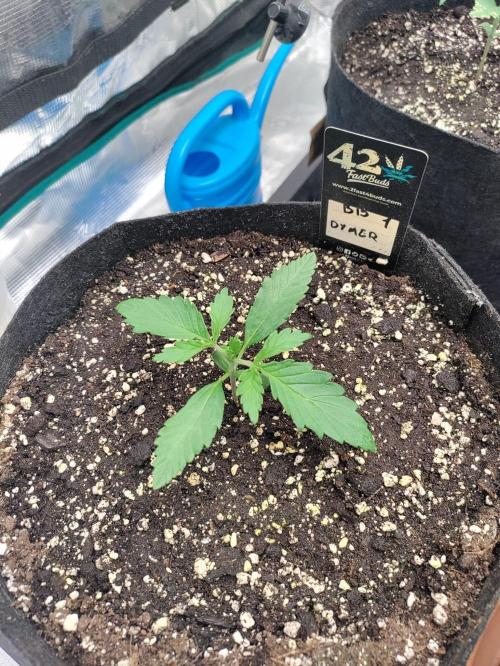 Pineapple express/ Bruce banner 2K26. Week 2