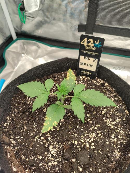 Pineapple express/ Bruce banner 2K26. Week 2