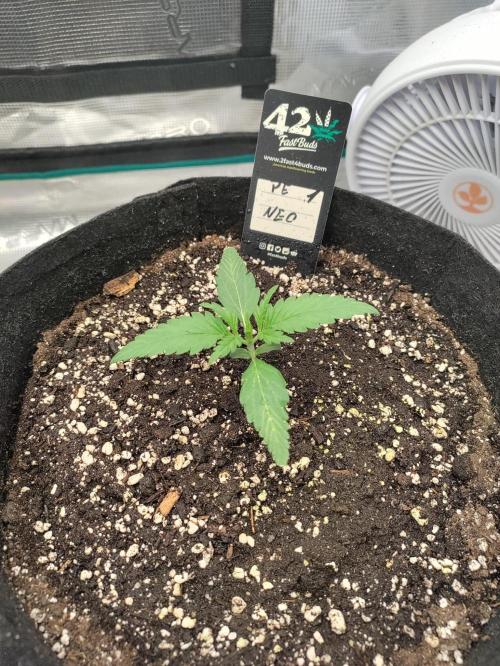 Pineapple express/ Bruce banner 2K26. Week 2