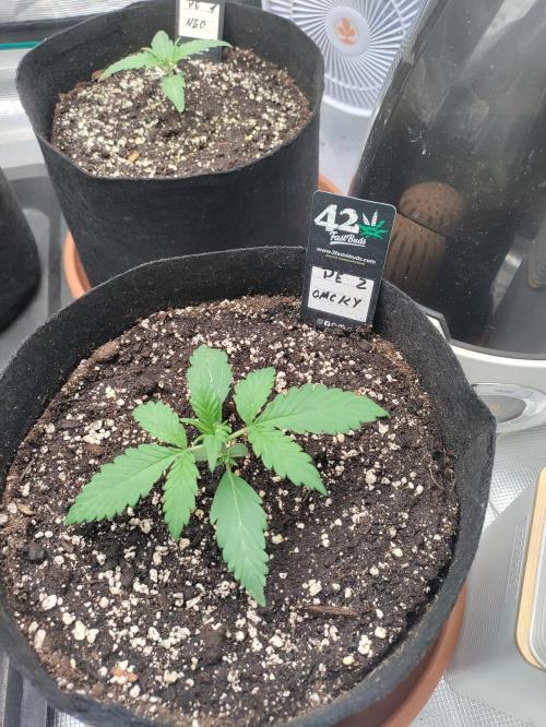 Pineapple express/ Bruce banner 2K26. Week 2
