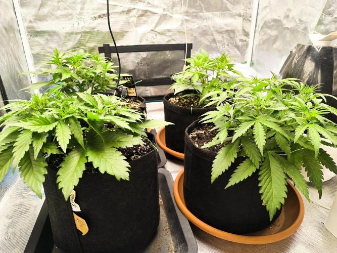 Pineapple express/ Bruce banner 2K26. Week 3