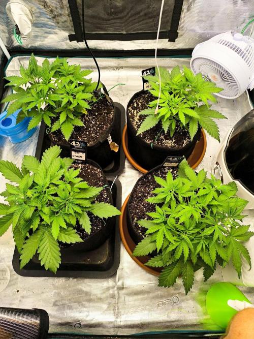 Pineapple express/ Bruce banner 2K26. Week 3
