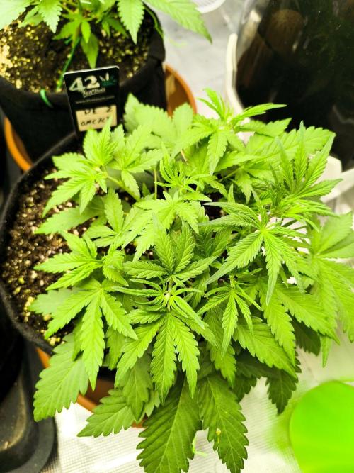 Pineapple express/ Bruce banner 2K26. Week 3