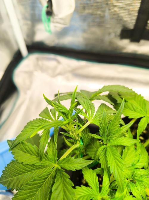 Pineapple express/ Bruce banner 2K26. Week 3
