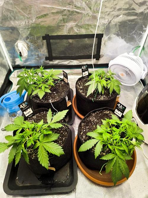 Pineapple express/ Bruce banner 2K26. Week 3