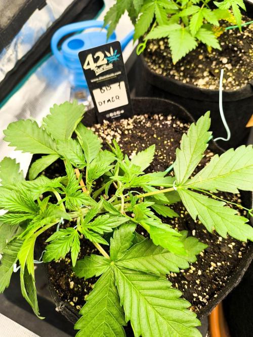 Pineapple express/ Bruce banner 2K26. Week 3