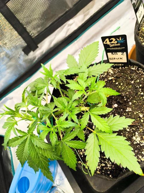 Pineapple express/ Bruce banner 2K26. Week 3