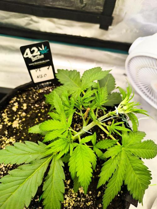 Pineapple express/ Bruce banner 2K26. Week 3
