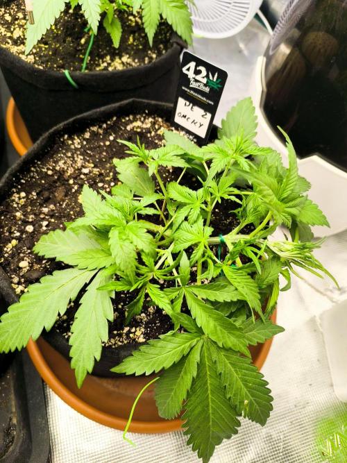 Pineapple express/ Bruce banner 2K26. Week 3