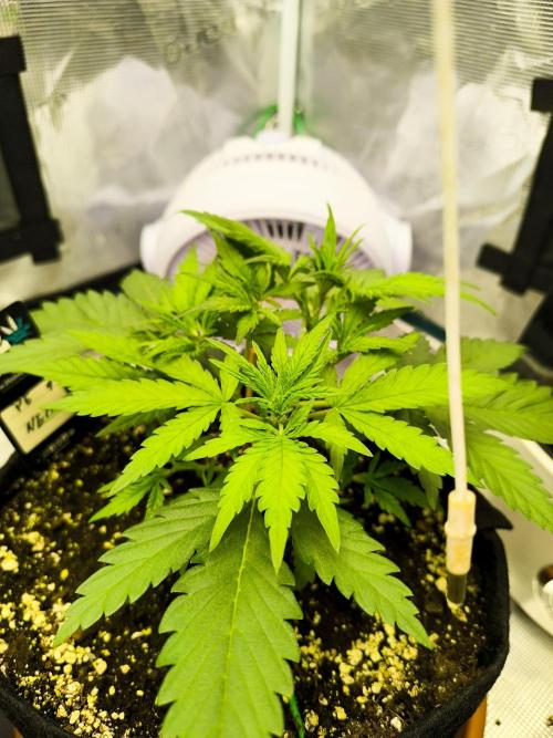 Pineapple express/ Bruce banner 2K26. Week 4 - 23