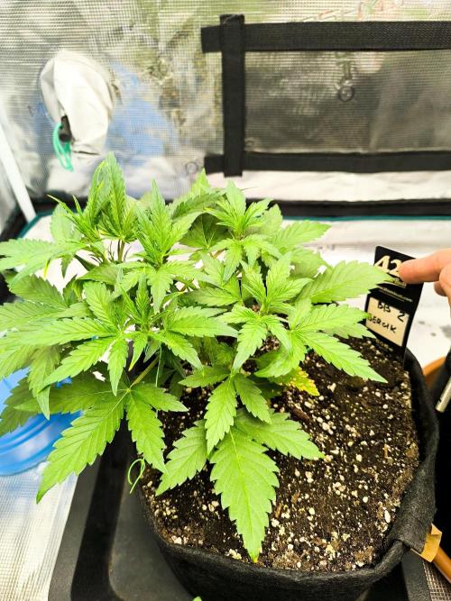 Pineapple express/ Bruce banner 2K26. Week 4 - 23