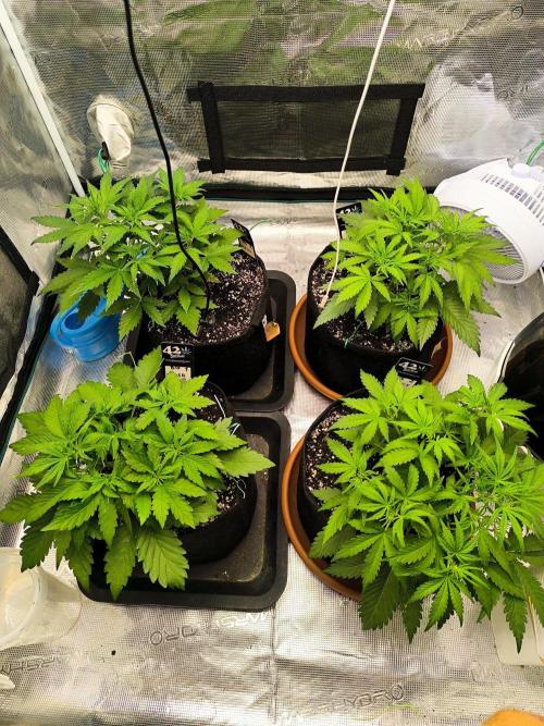 Pineapple express/ Bruce banner 2K26. Week 4 - 25