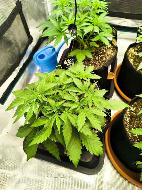 Pineapple express/ Bruce banner 2K26. Week 4 - 26