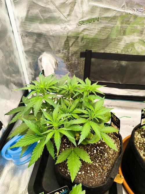 Pineapple express/ Bruce banner 2K26. Week 4 - 26