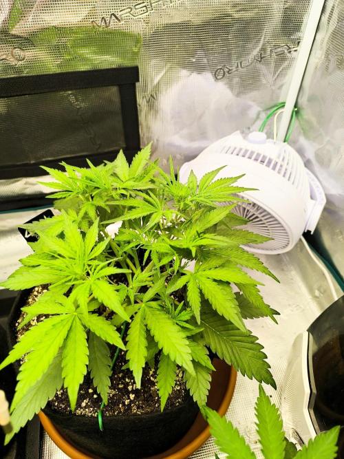 Pineapple express/ Bruce banner 2K26. Week 4 - 26