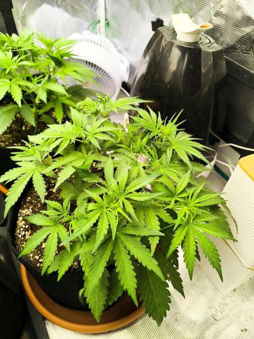 Pineapple express/ Bruce banner 2K26. Week 4 - 26
