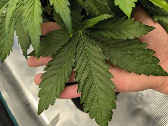 Pineapple express/ Bruce banner 2K26. Week 4 - 26