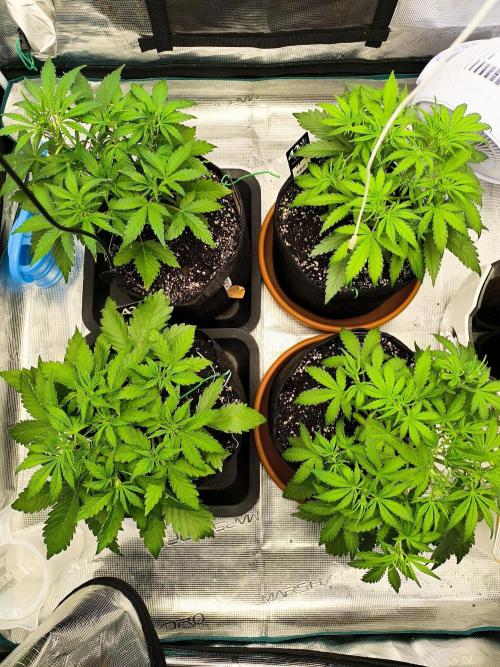 Pineapple express/ Bruce banner 2K26. Week 4 - 26
