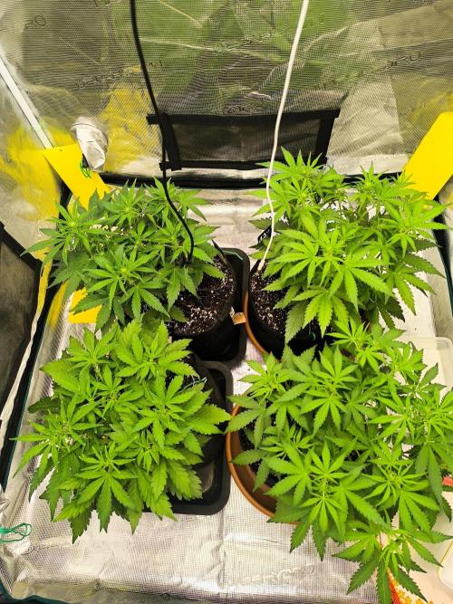 Pineapple express/ Bruce banner 2K26. Week 4 - 28