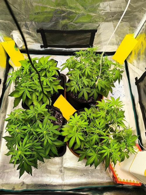 Pineapple express/ Bruce banner 2K26. Week 4 - 28