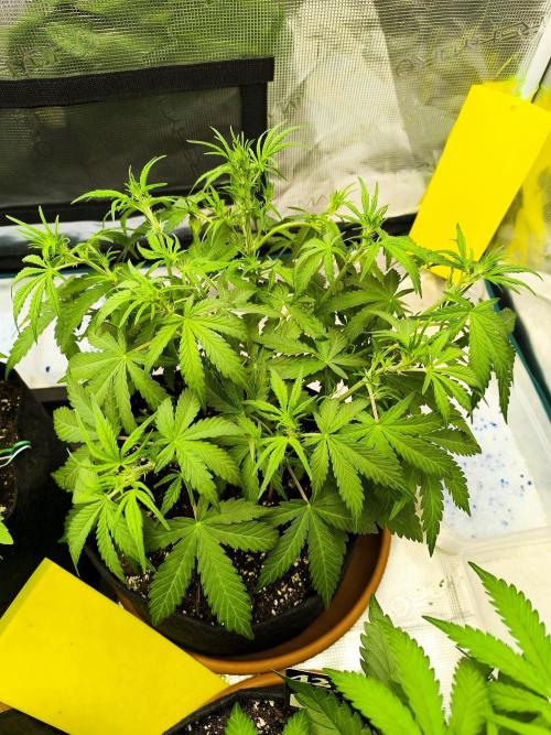 Pineapple express/ Bruce banner 2K26. Week 4 - 28