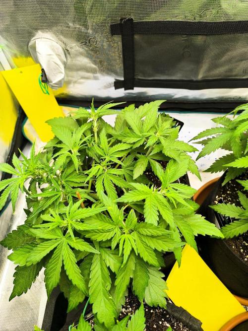 Pineapple express/ Bruce banner 2K26. Week 4 - 28