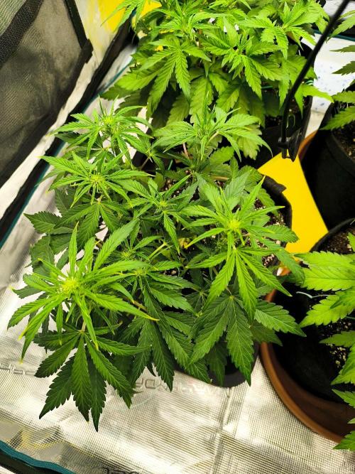 Pineapple express/ Bruce banner 2K26. Week 4 - 28